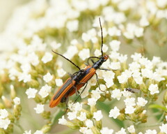 Stenoderus suturalis