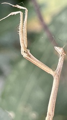 Bistanta mexicana