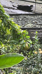 Crescentia cujete