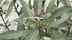 Bistanta mexicana
