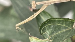 Bistanta mexicana