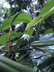 Octomeria diaphana