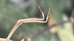 Bistanta mexicana