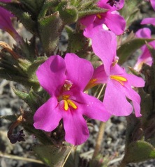 Diplacus cusickioides