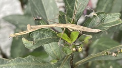 Bistanta mexicana