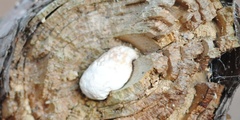 Reticularia lycoperdon