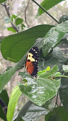 Heliconius hecale