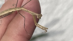 Bistanta mexicana