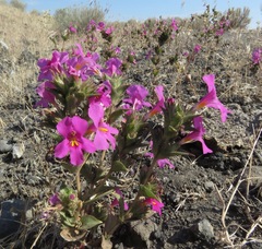 Diplacus cusickioides