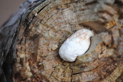 Reticularia lycoperdon