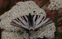 Achillea grandifolia