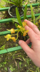 Oncidium sphacelatum