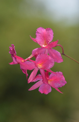 Broughtonia sanguinea