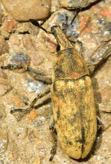 Trachydemus rugosus