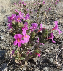 Diplacus cusickioides