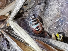 Sciocoris macrocephalus