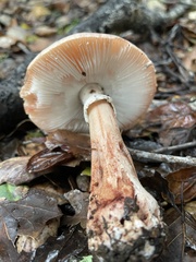 Amanita novinupta