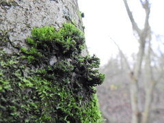 Cryphaea heteromalla