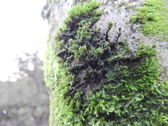 Cryphaea heteromalla
