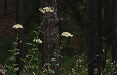 Achillea grandifolia