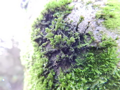 Cryphaea heteromalla