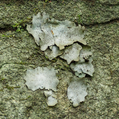 Dermatocarpon muhlenbergii