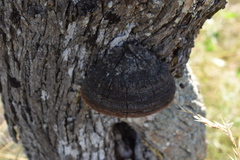 Vachellia astringens