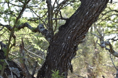 Vachellia astringens