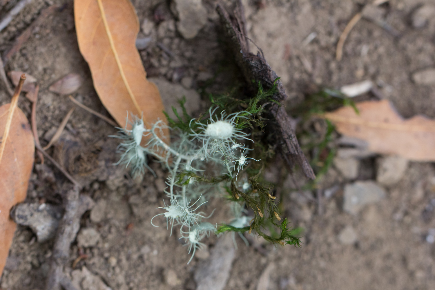 Parmeliaceae image