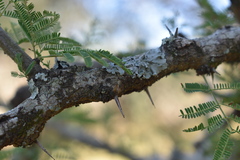 Vachellia astringens