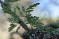 Vachellia astringens