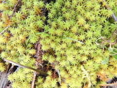 Syntrichia ruraliformis
