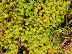 Syntrichia ruraliformis
