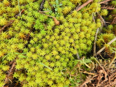 Syntrichia ruraliformis