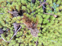 Syntrichia ruraliformis