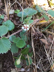Potentilla micrantha