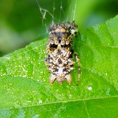 Wagneriana