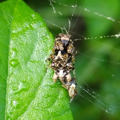 Wagneriana