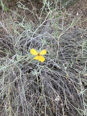 Psilostrophe cooperi