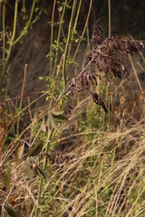 Pseudarthria hookeri hookeri