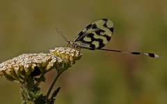 Achillea setacea