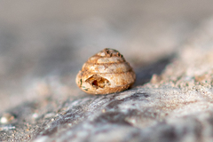 Euconulus fulvus