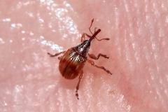 Corimalia tamarisci