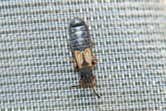 Ischnodemus sabuleti