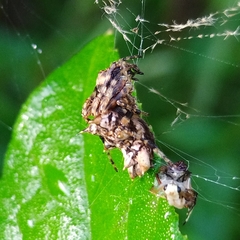 Wagneriana