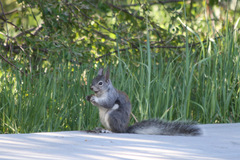 Sciurus aberti