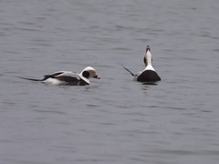 Clangula hyemalis image