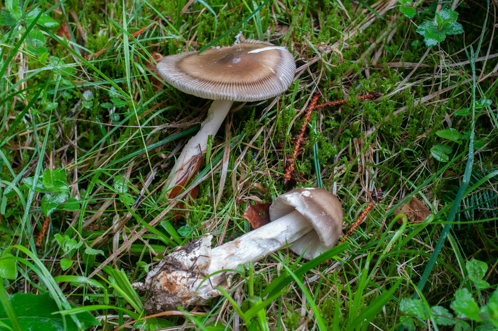 Umber-zoned Ringless Amanita