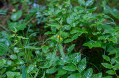 Melampyrum sylvaticum
