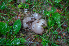 Sarcosphaera coronaria
